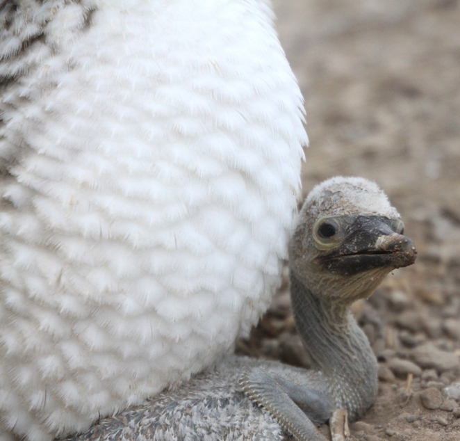 galapagos